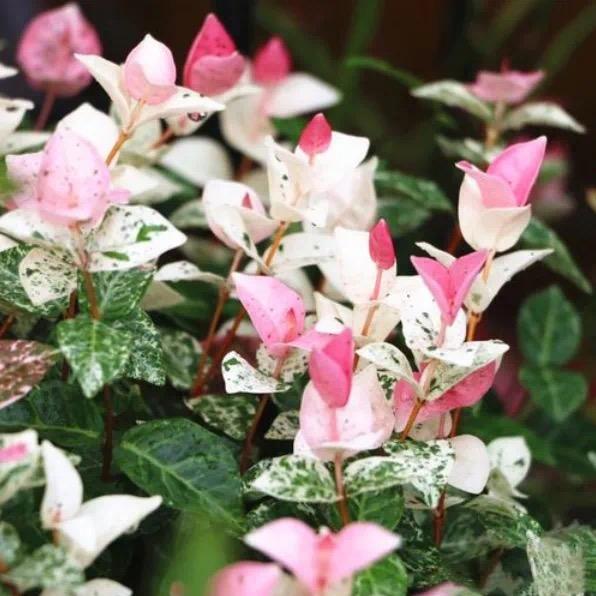 涂涂花蕙房