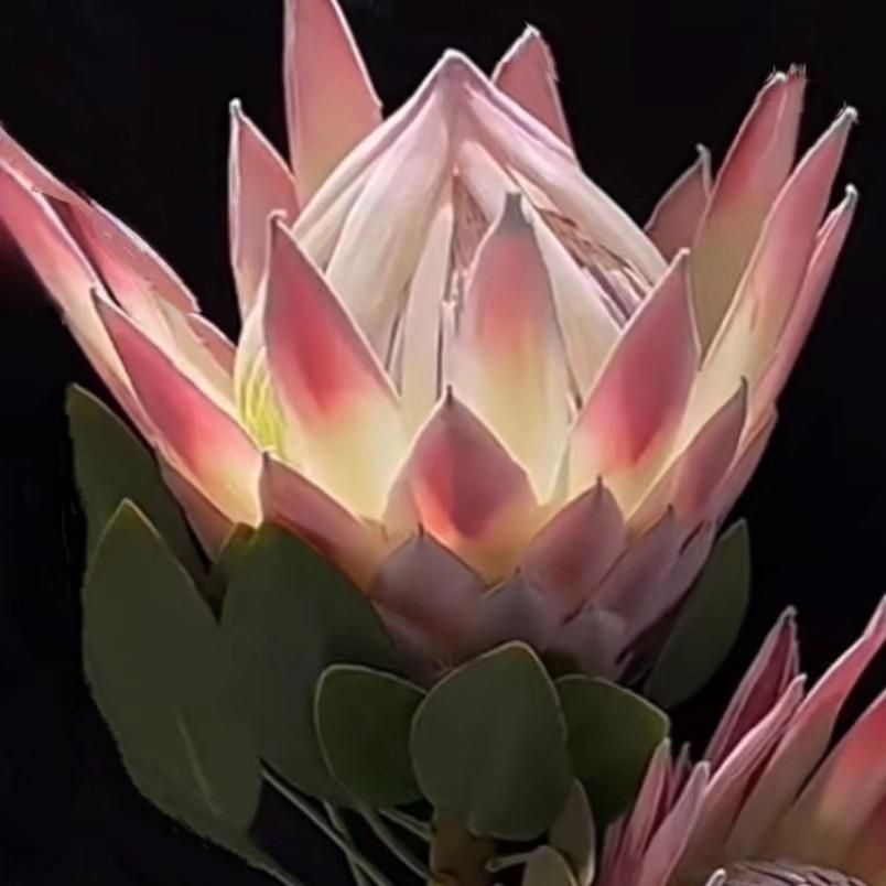 小七花花