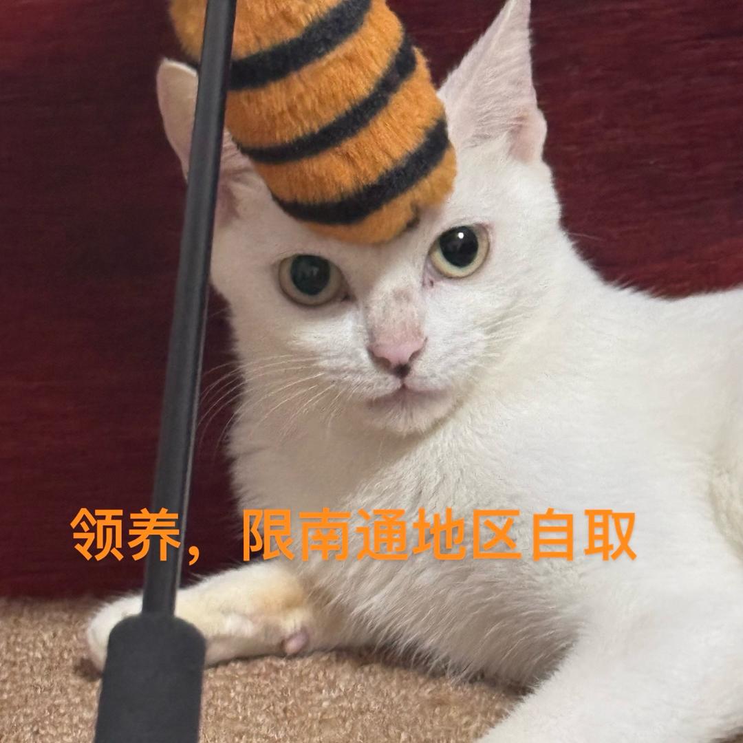 领爱（领养🐱进群领养条件看公告）