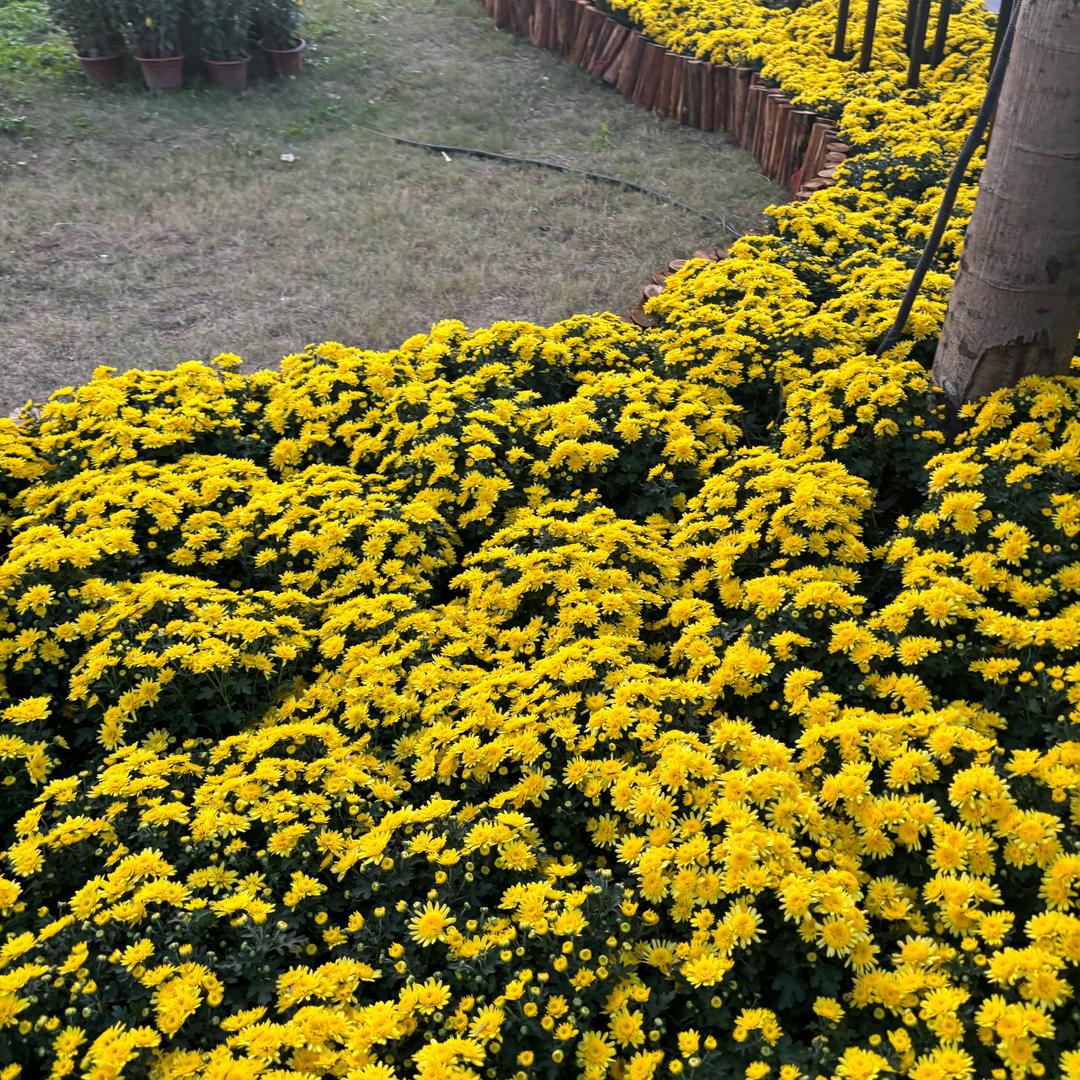 苦茶花