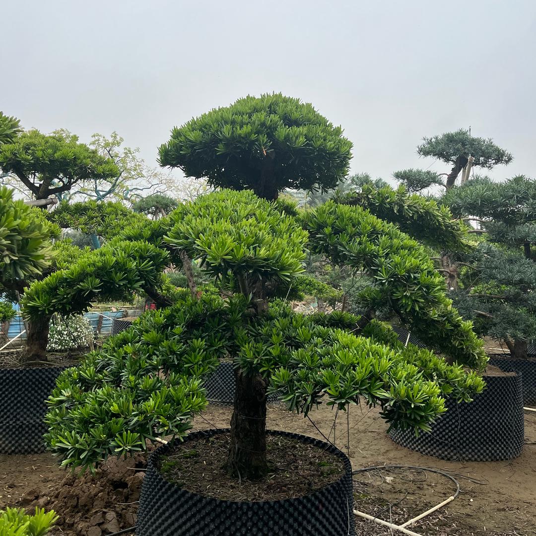 伍佰