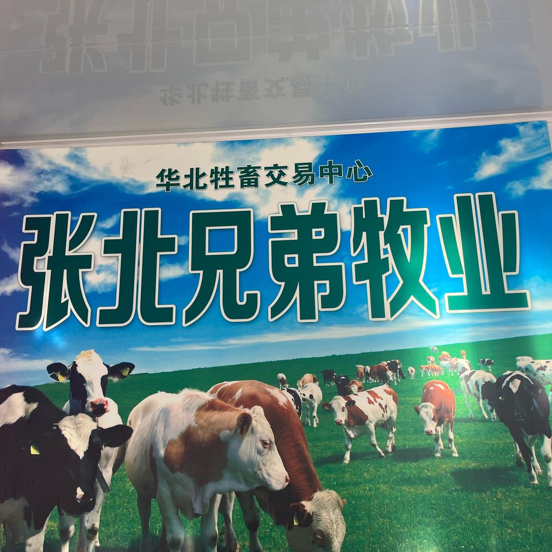 张北牛市兄弟牧业（李海）陕西肉牛合作点