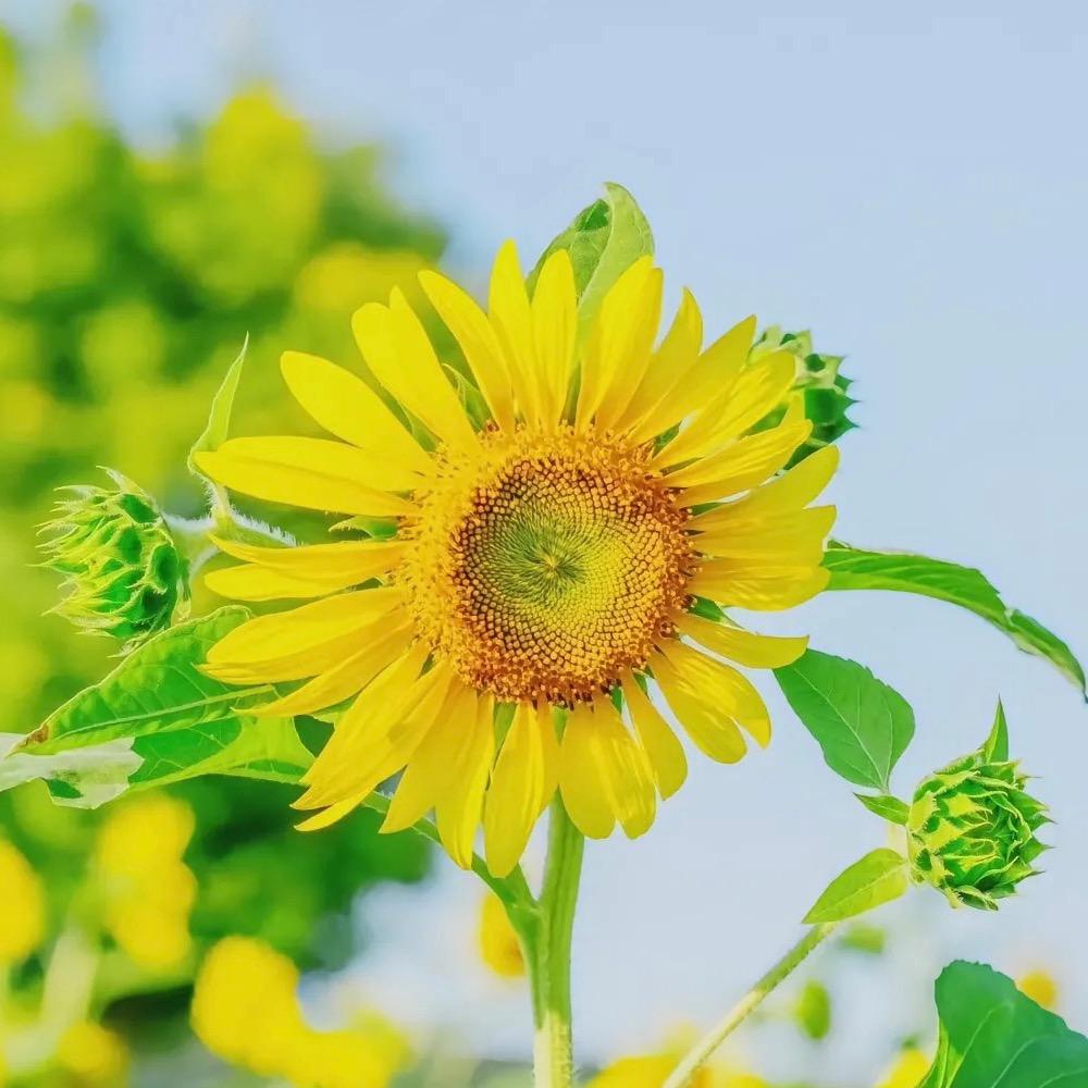 阳芬