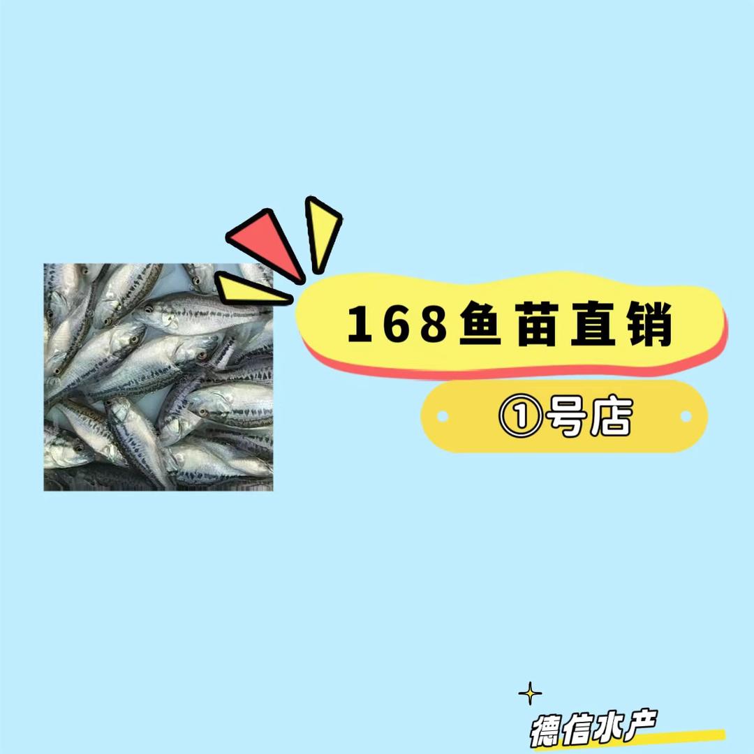 １６８鱼苗小店