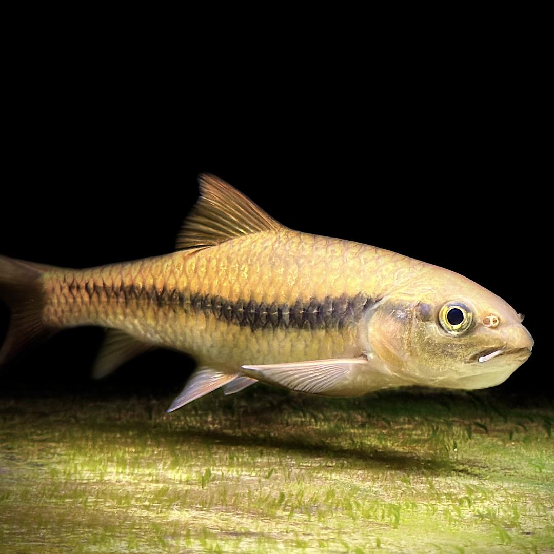 玩游戏就是为了自己喜欢的东西