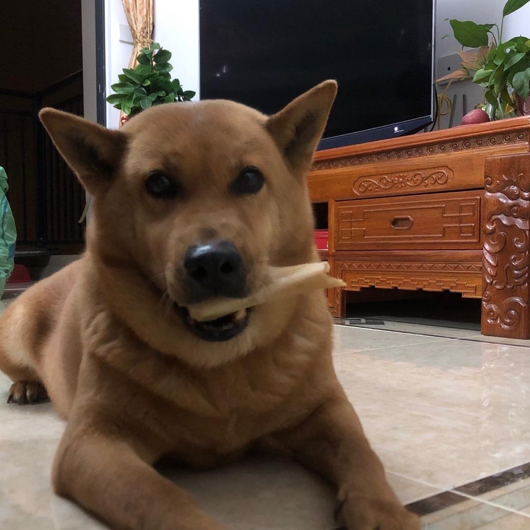 可可爱爱的蠢蠢