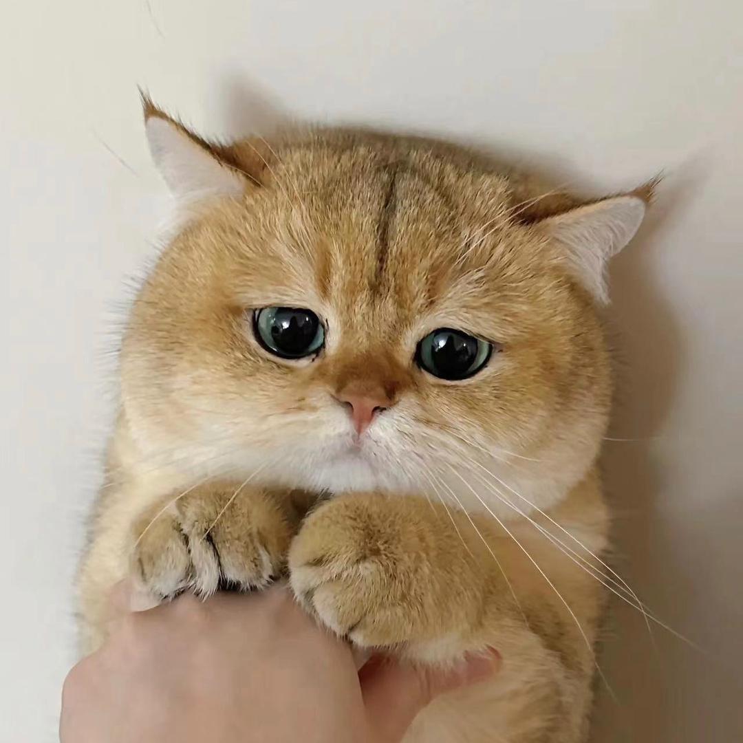 小钟的猫后院-家庭繁育