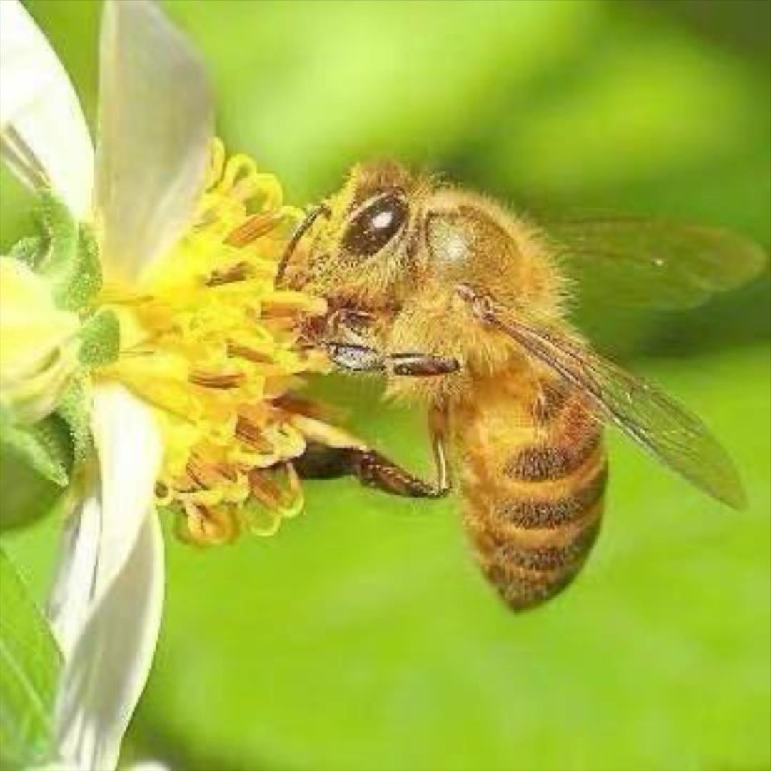 纯正蜂产品店（尉氏店）
