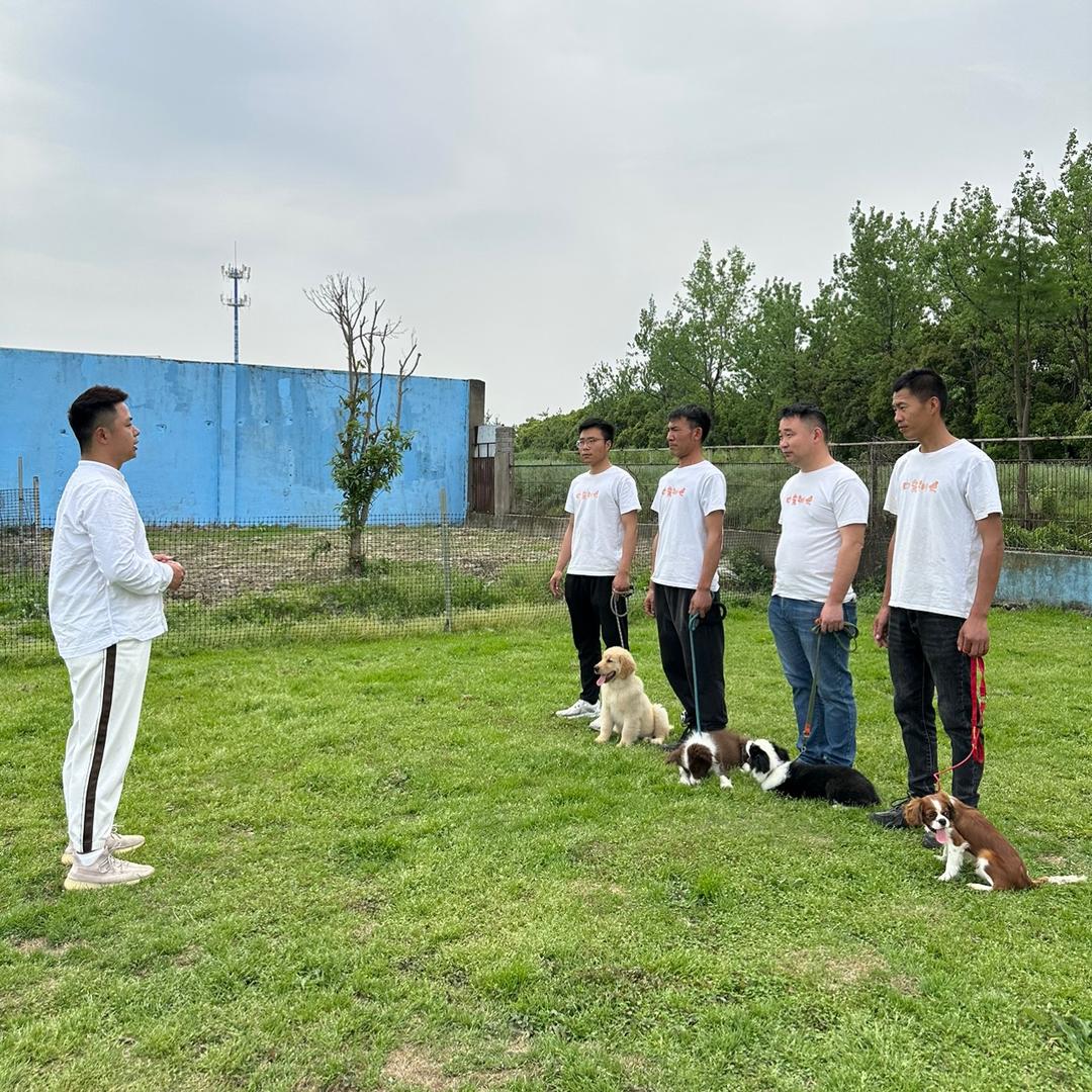 宁波中条训犬