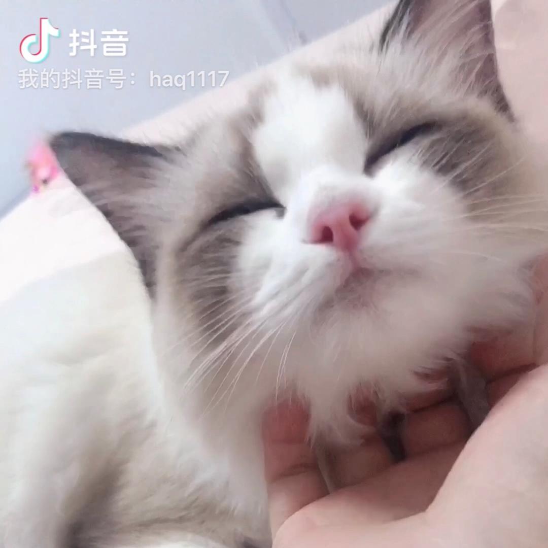 香宝在干嘛