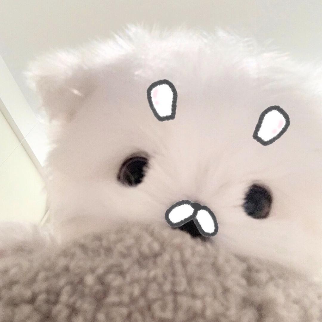伢伢
