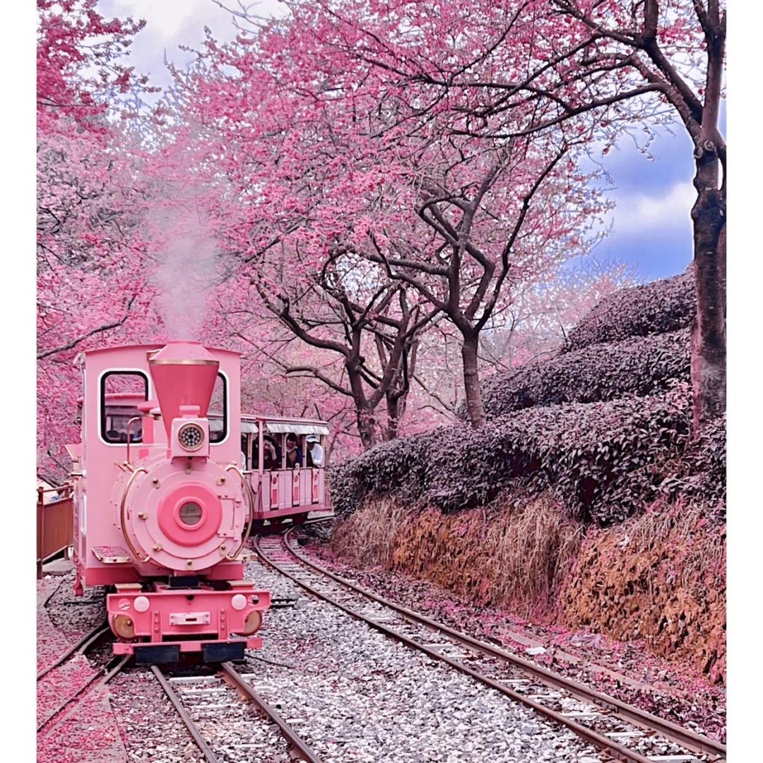蝌蚪🍒