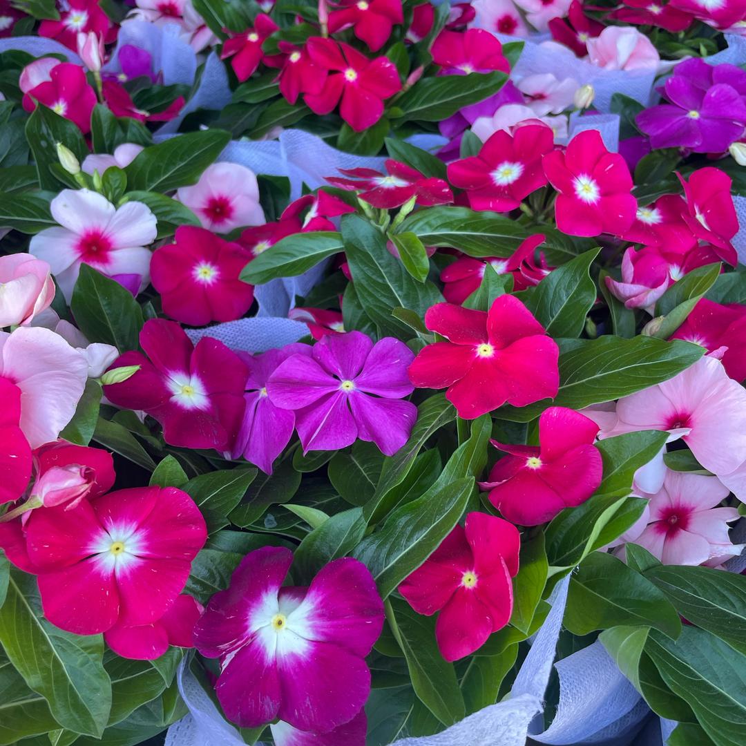 静雪花铺