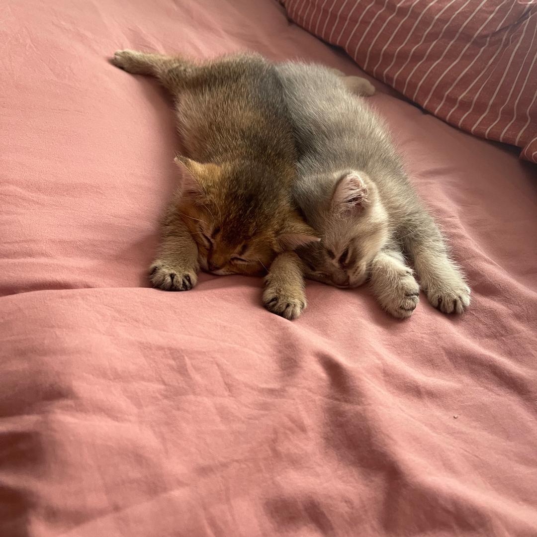 爸比的多米黑米