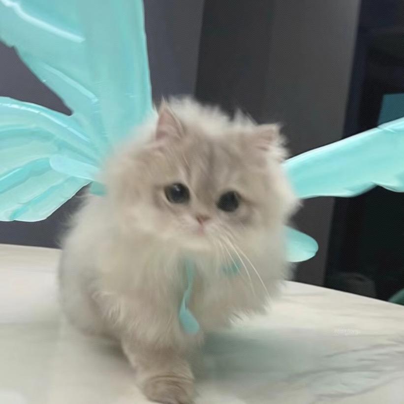 猫饼