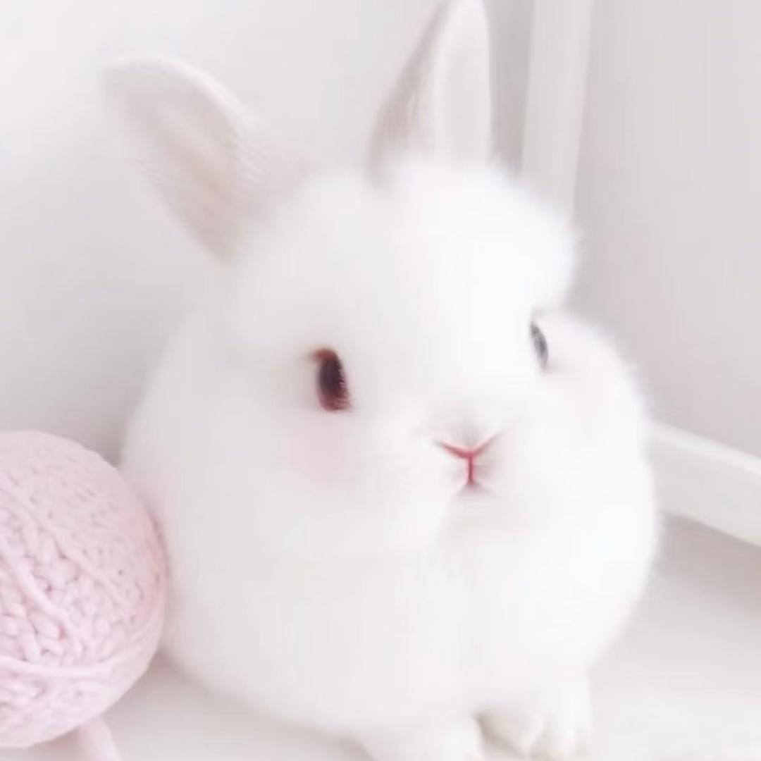 兔兔大人