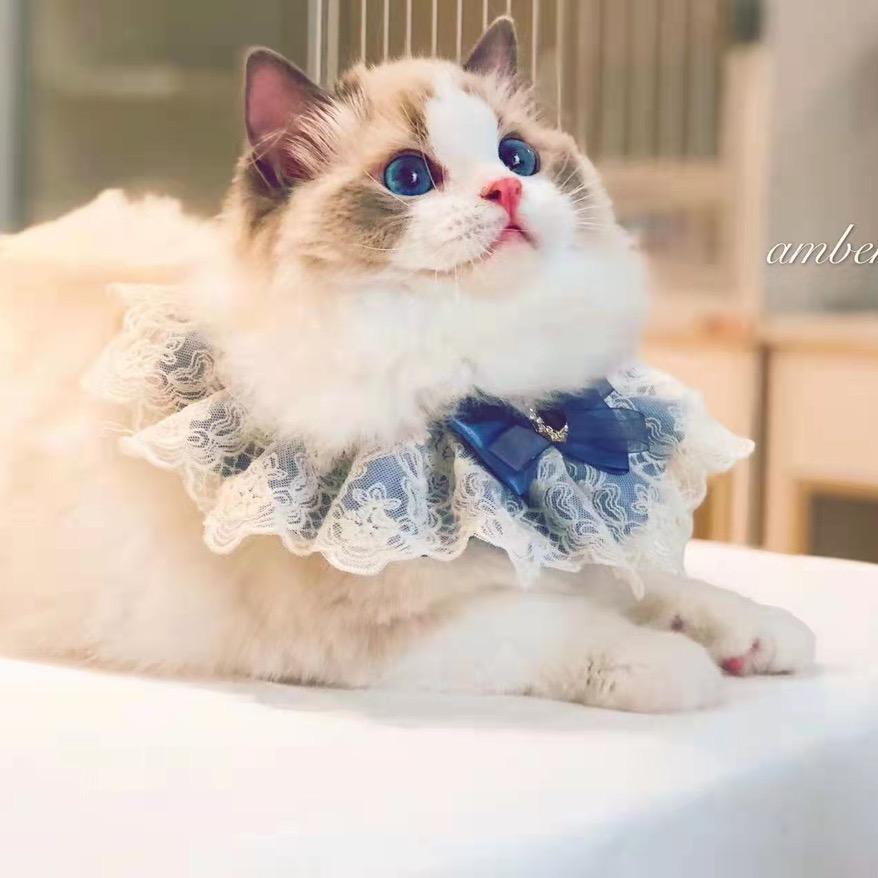 南京twelve布偶猫舍