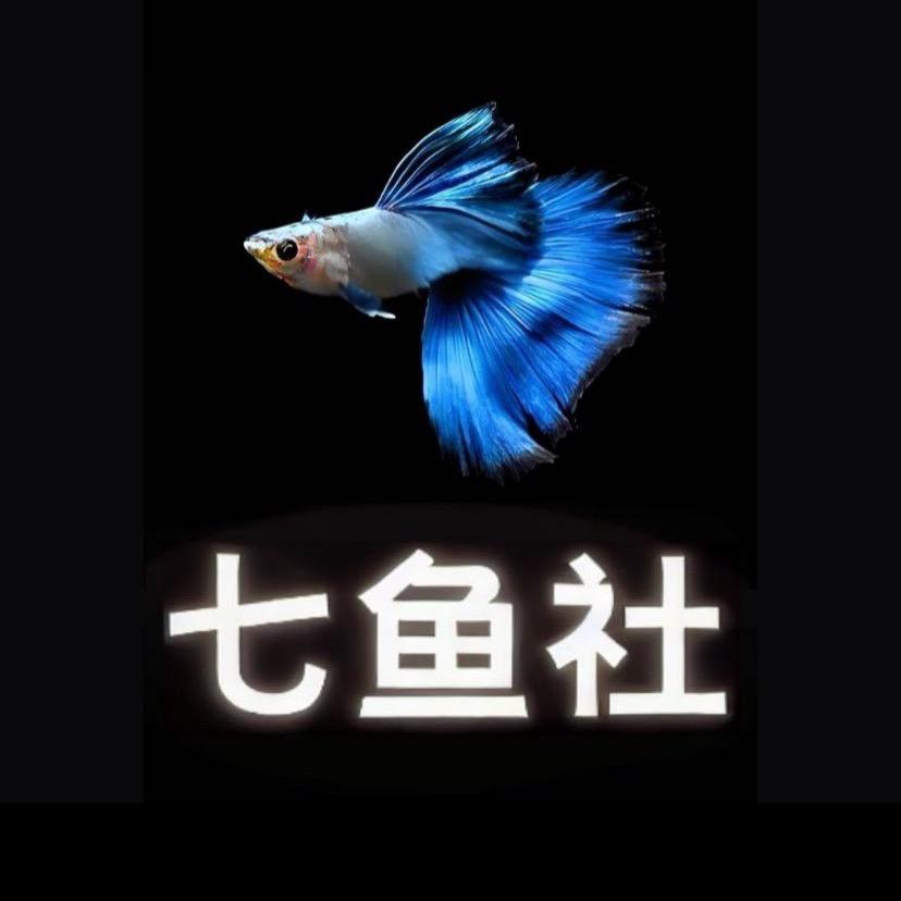 七鱼社