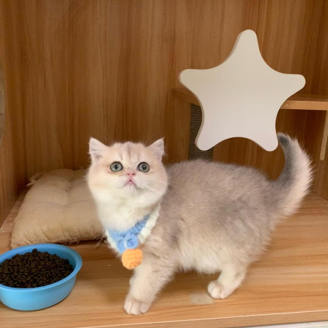 Kiss金渐层缅因猫屋