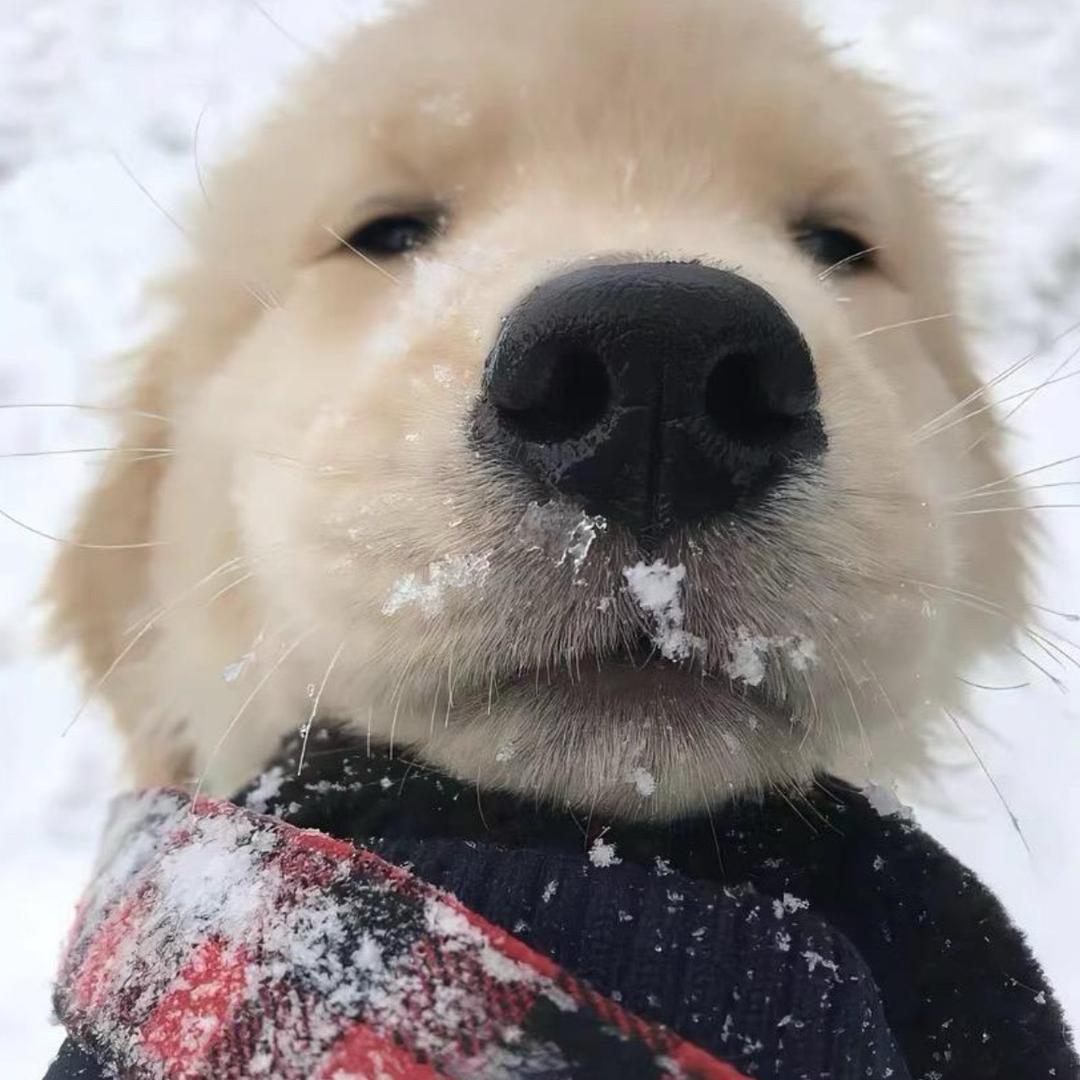 小爱
