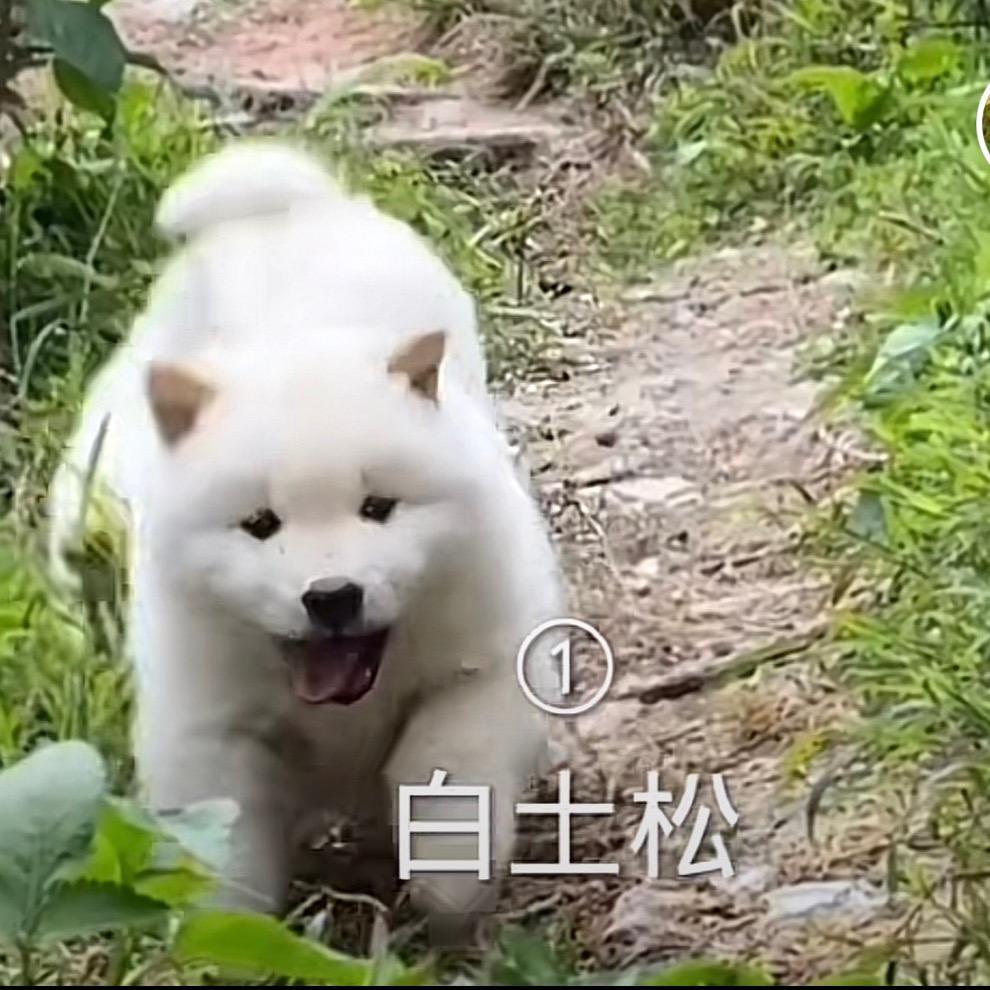 狗市淘狗小东