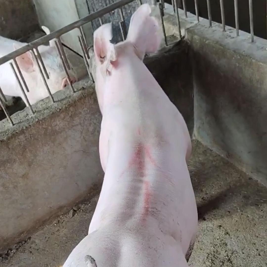 养猪小菠萝