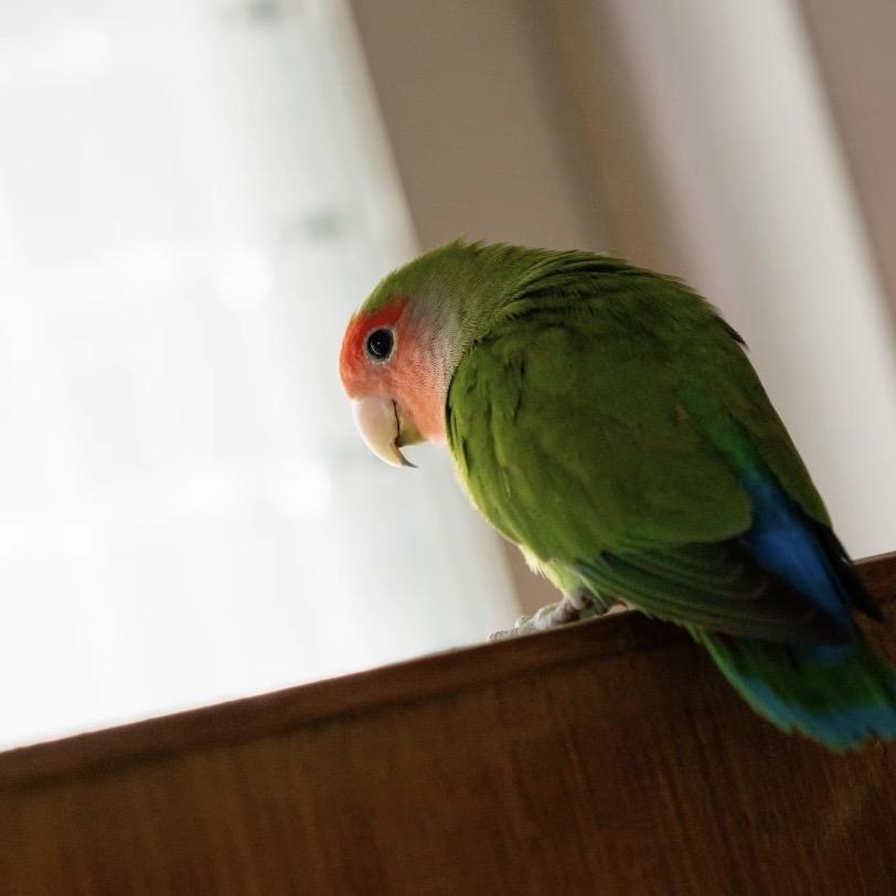 moodhome鹦鹉企业店