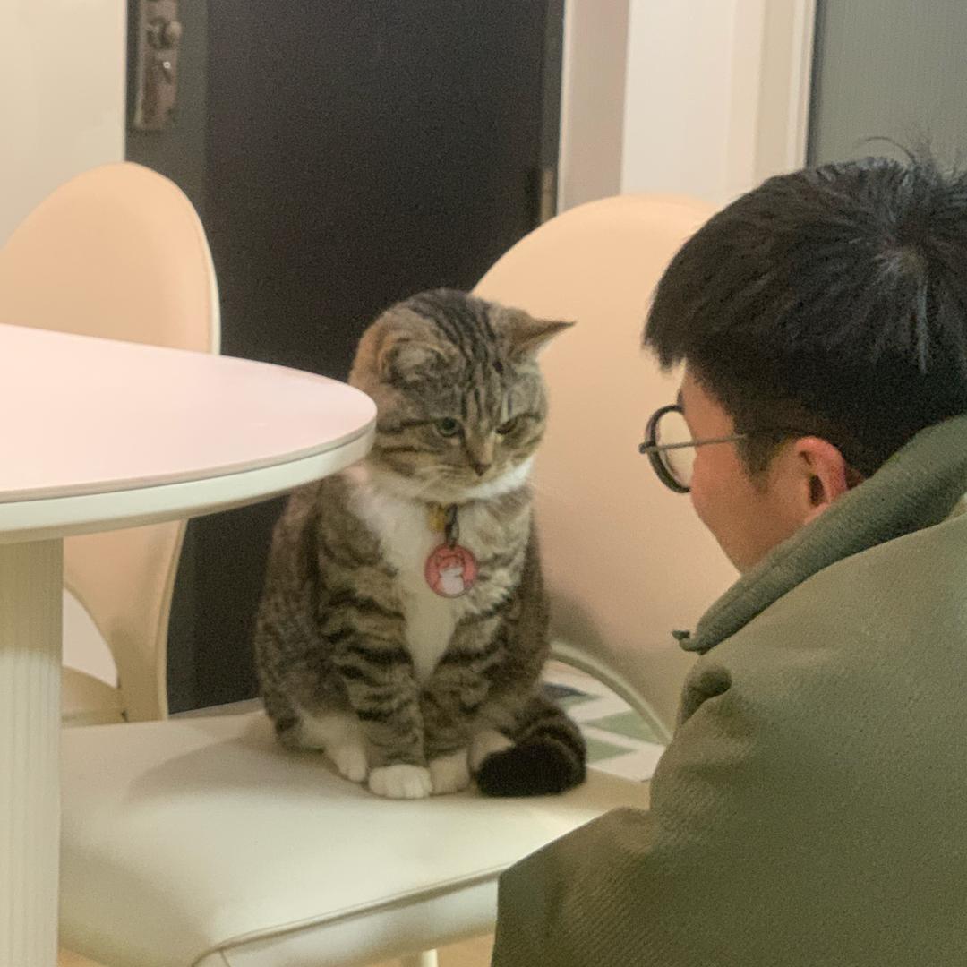 土豆是只猪