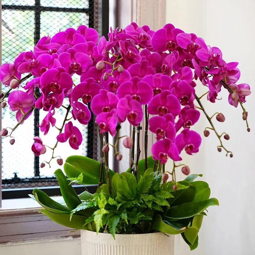 花开花落花满天