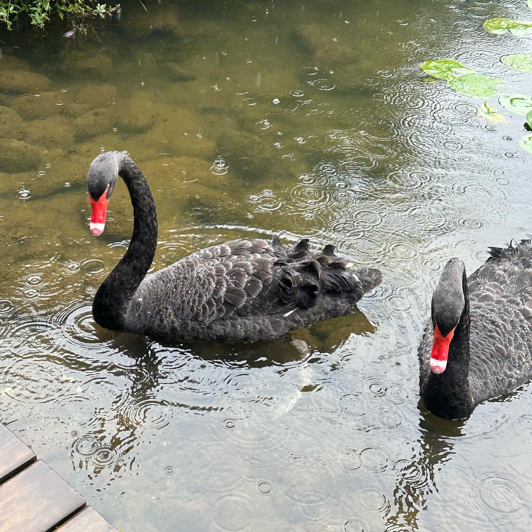 春天小草