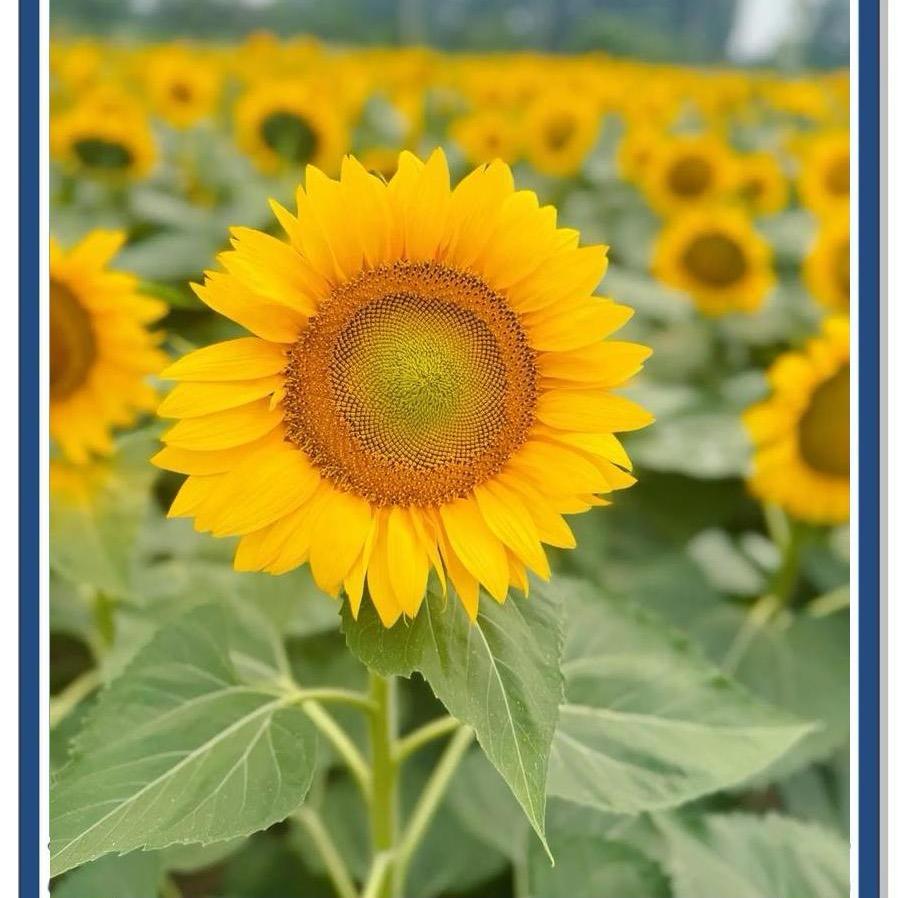 书与晨图书专营店