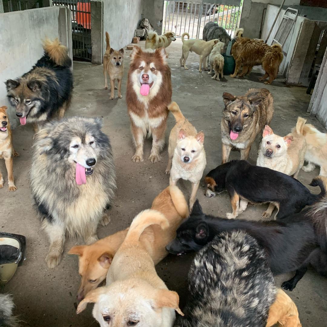 胖胖妈和流浪小院的300🐶