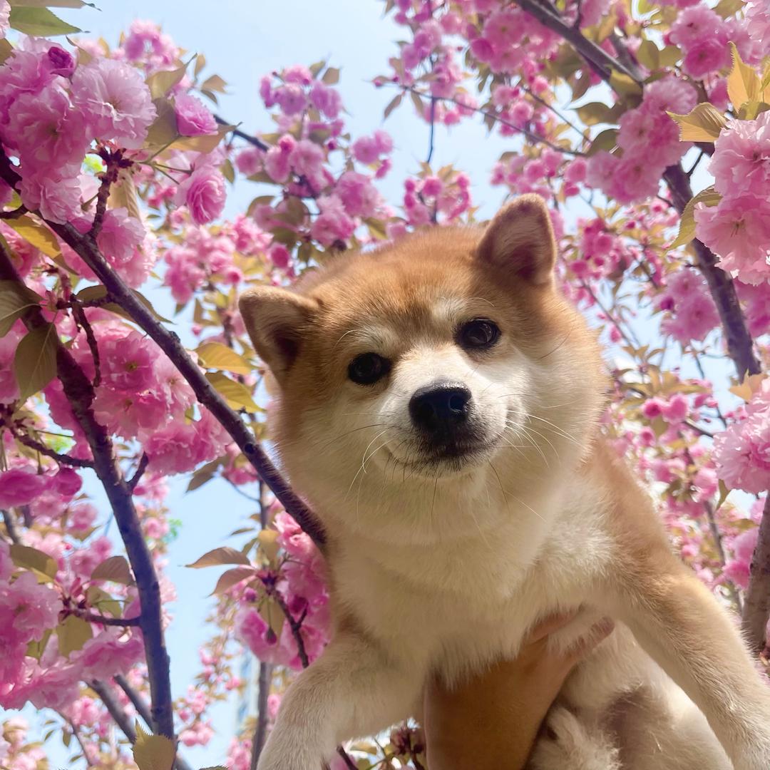家有烧鹅仔
