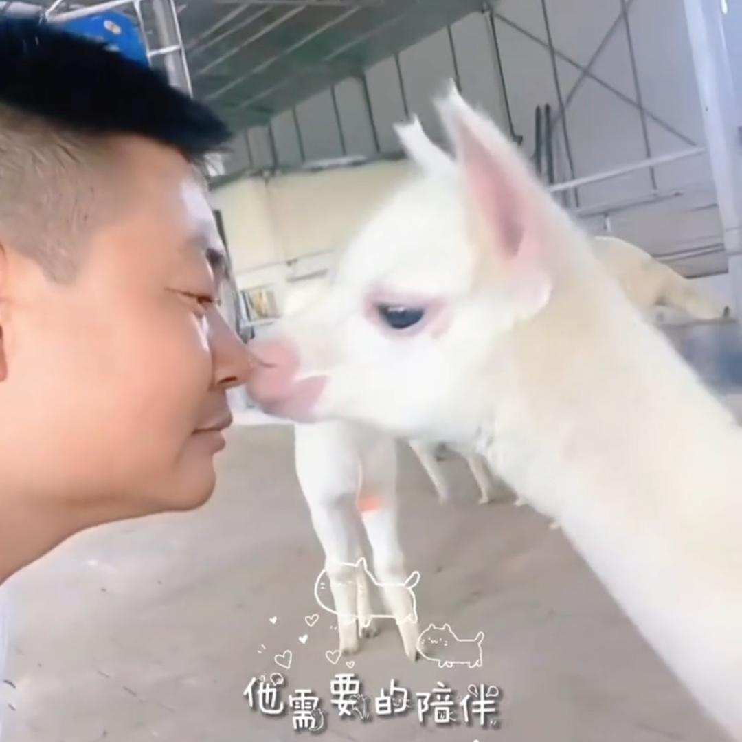 萌驼掌门