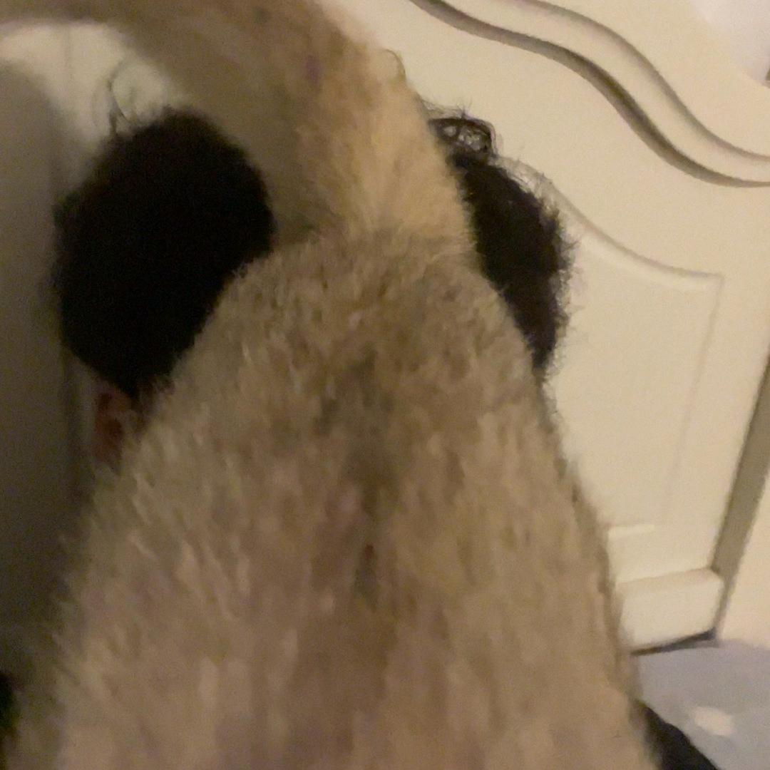 斯科勒