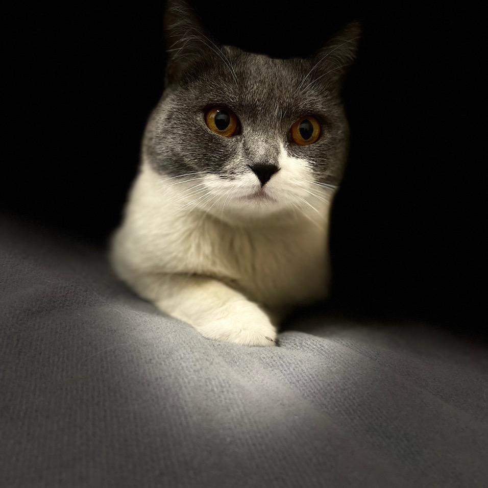 朝如青丝暮成雪