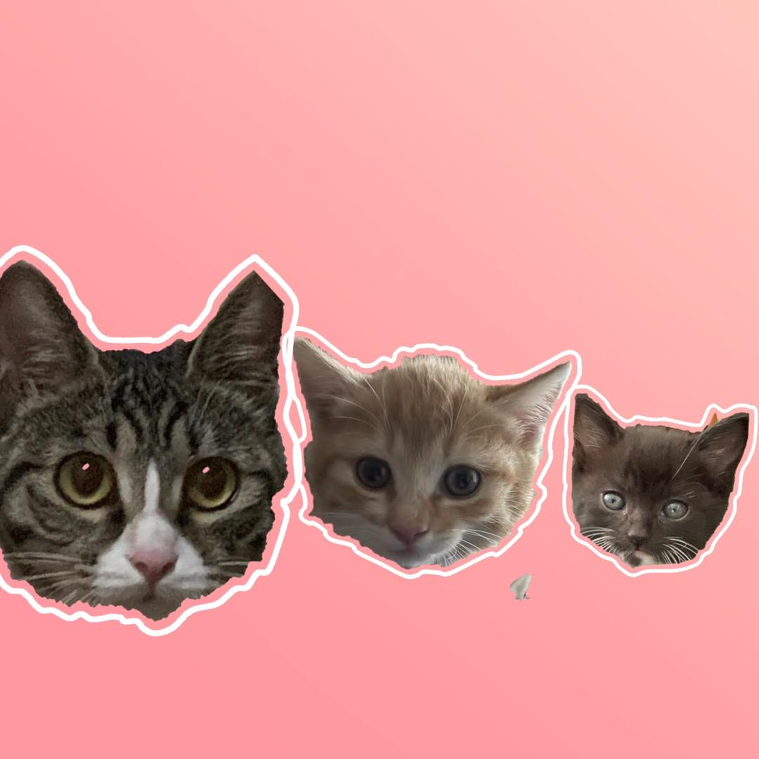 美少女猫猫战士