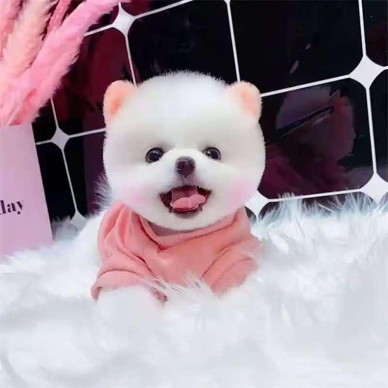 辰辰萌宠小狗