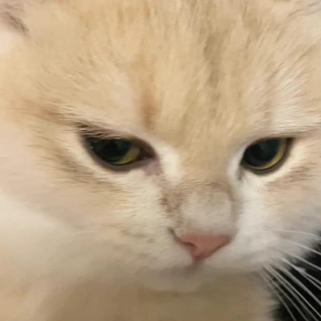 足球直播