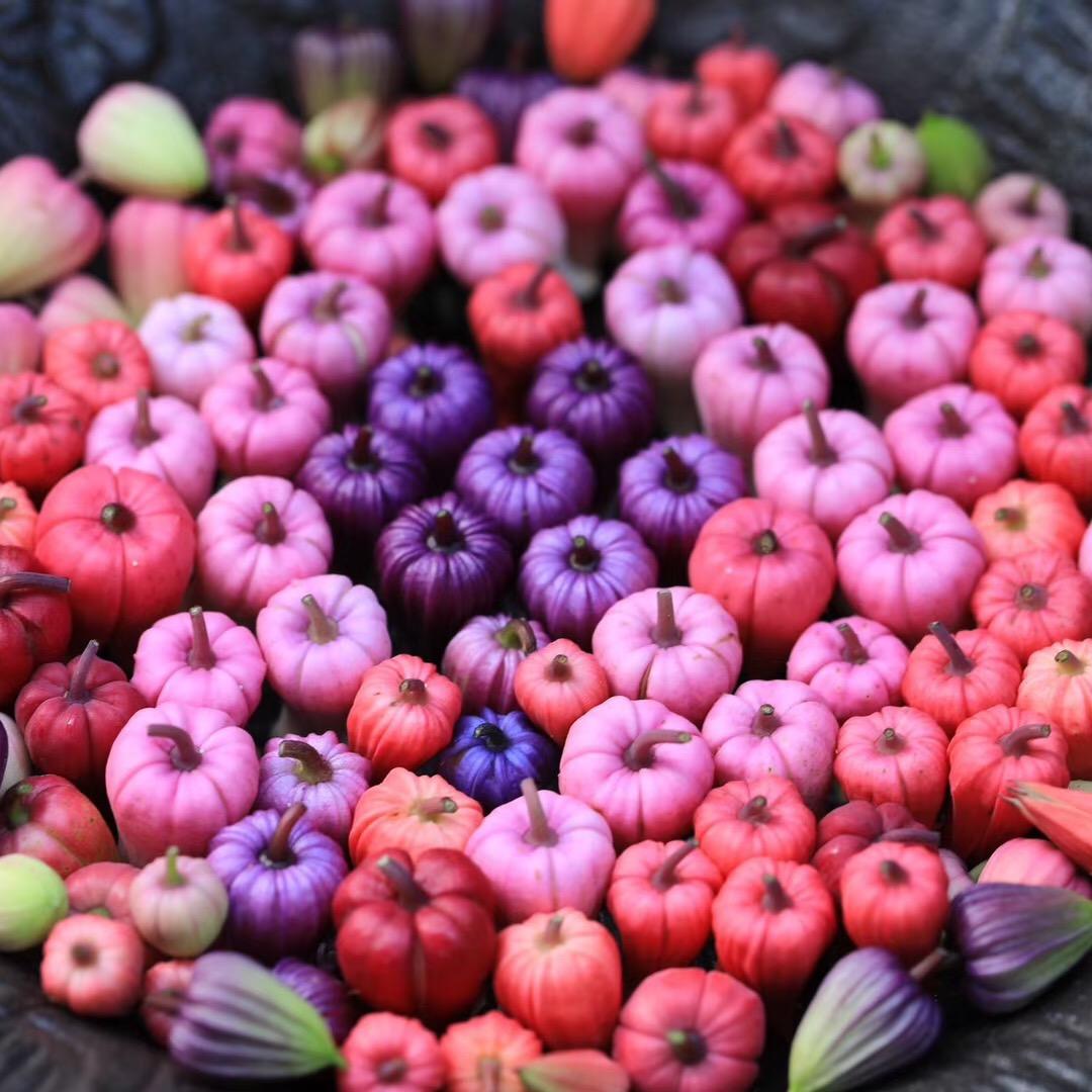 GreenMaker种草日记