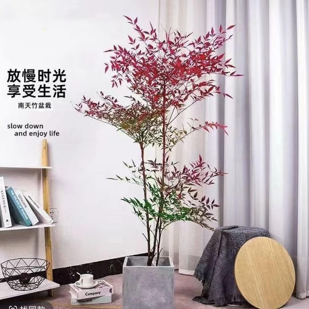优品景观树
