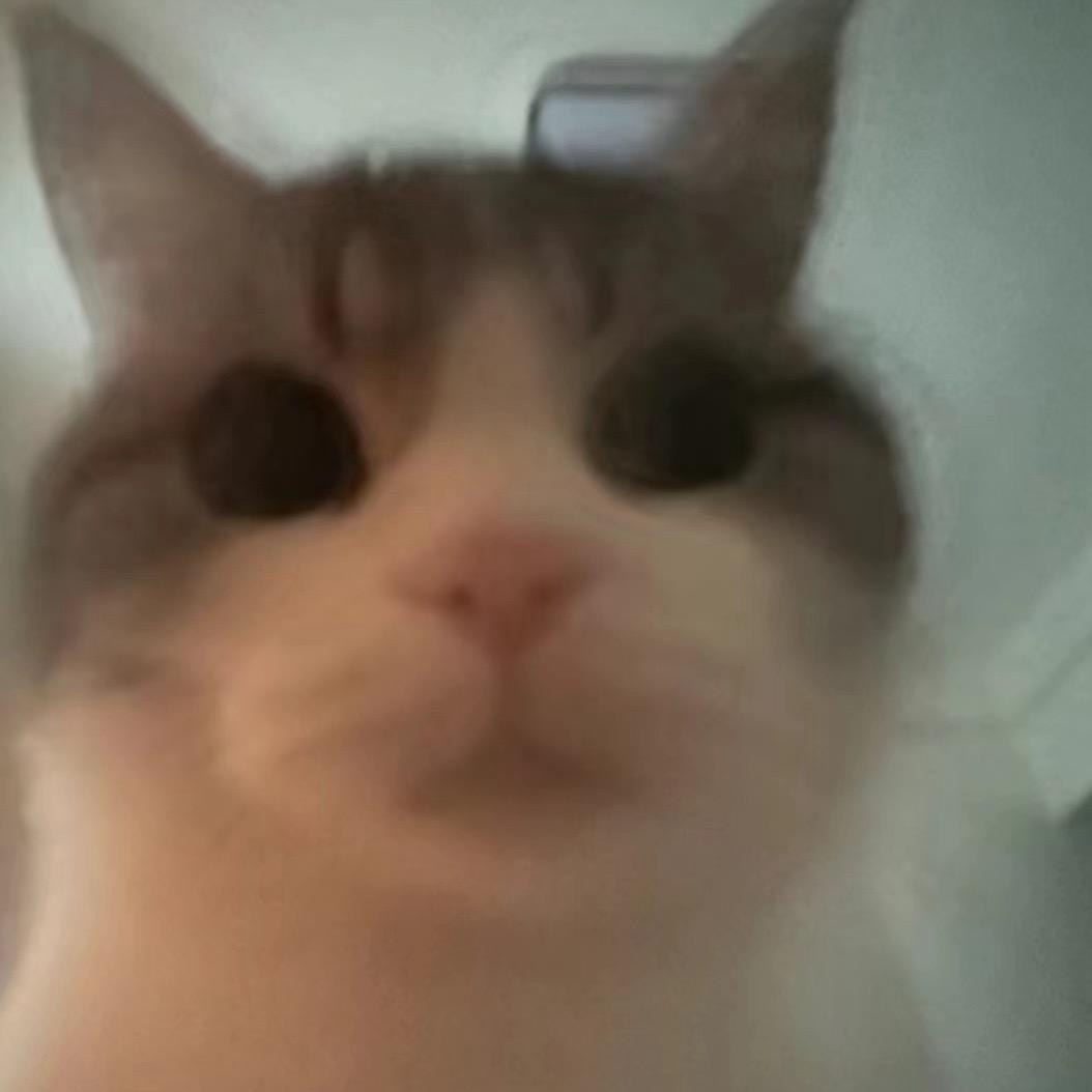 冷面笨笨狗