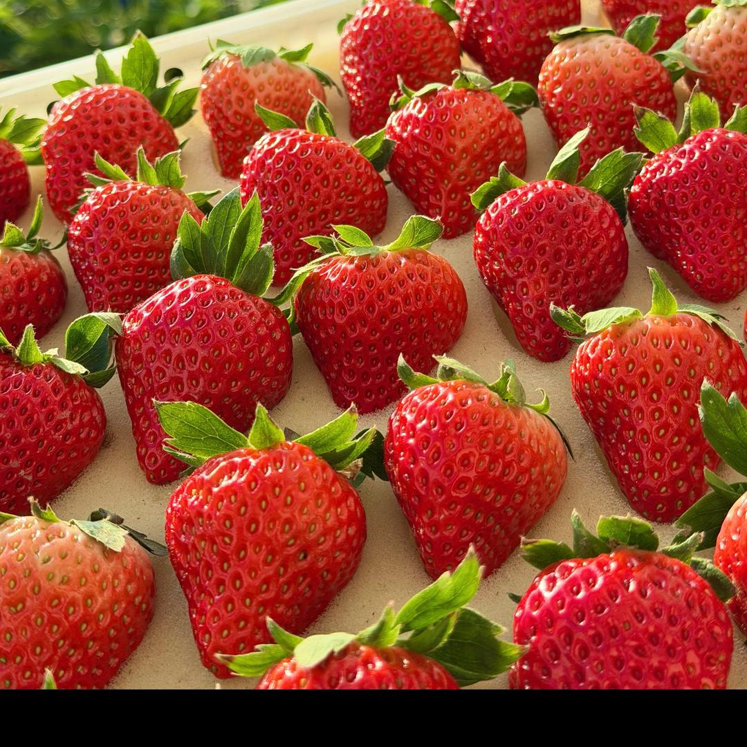 草莓果园直发