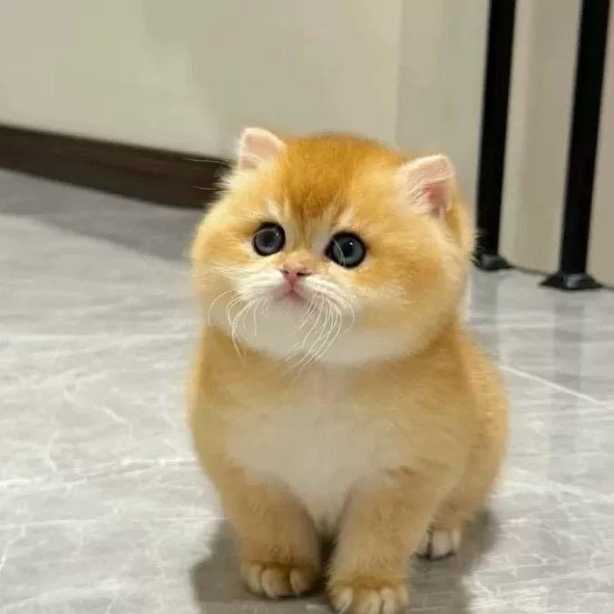 吉林市吉祥猫舍