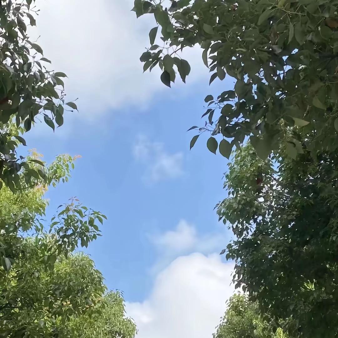 旧日阳光