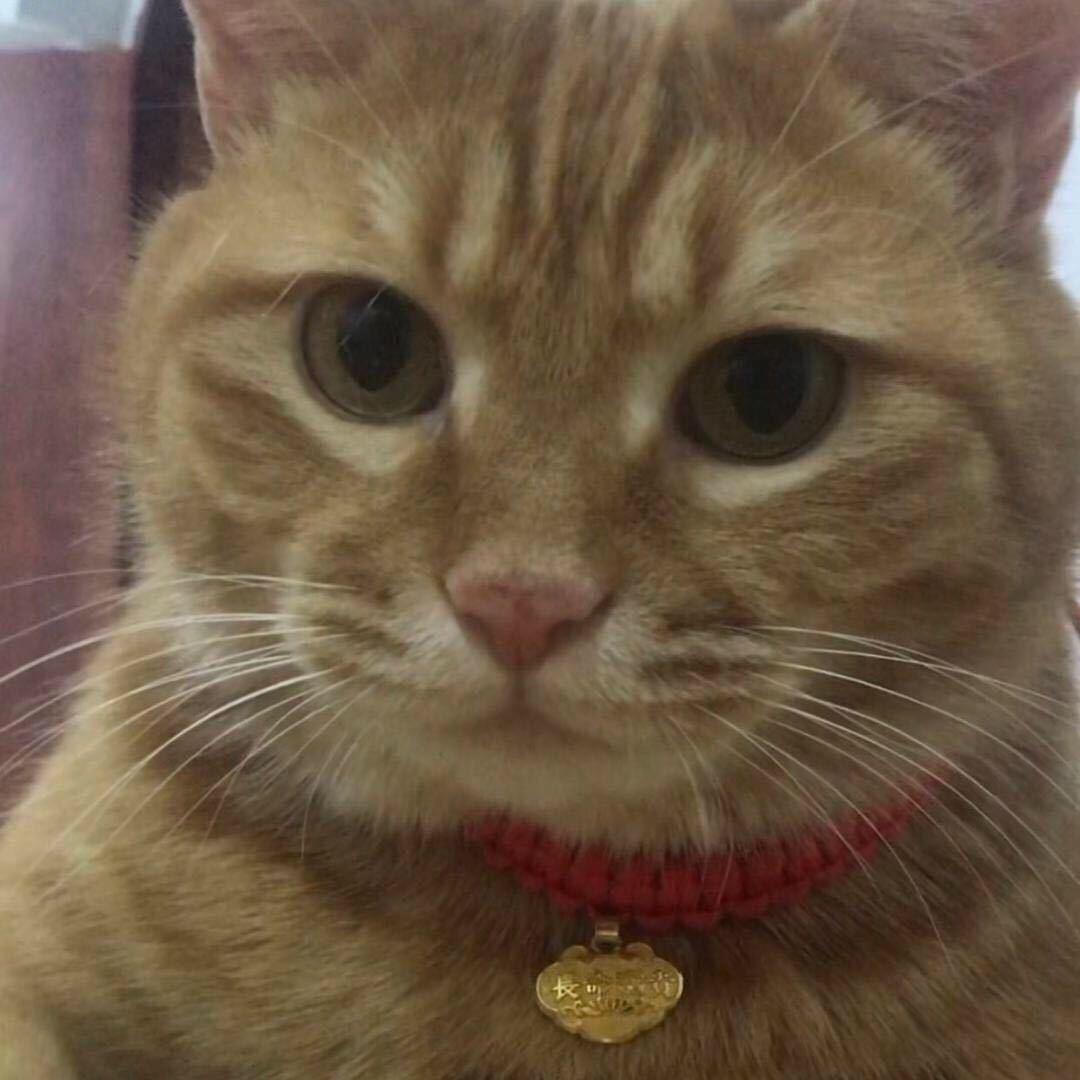 猫中彭于晏