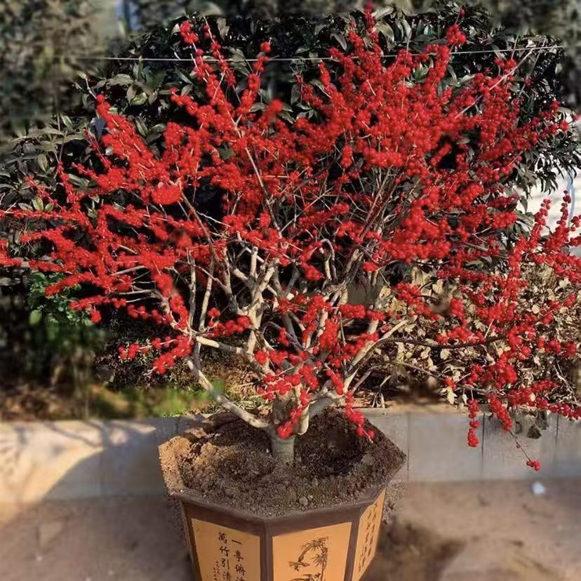 利平优品年宵花卉