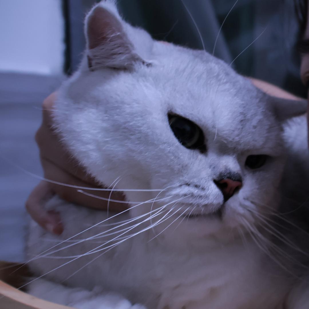 殇殇