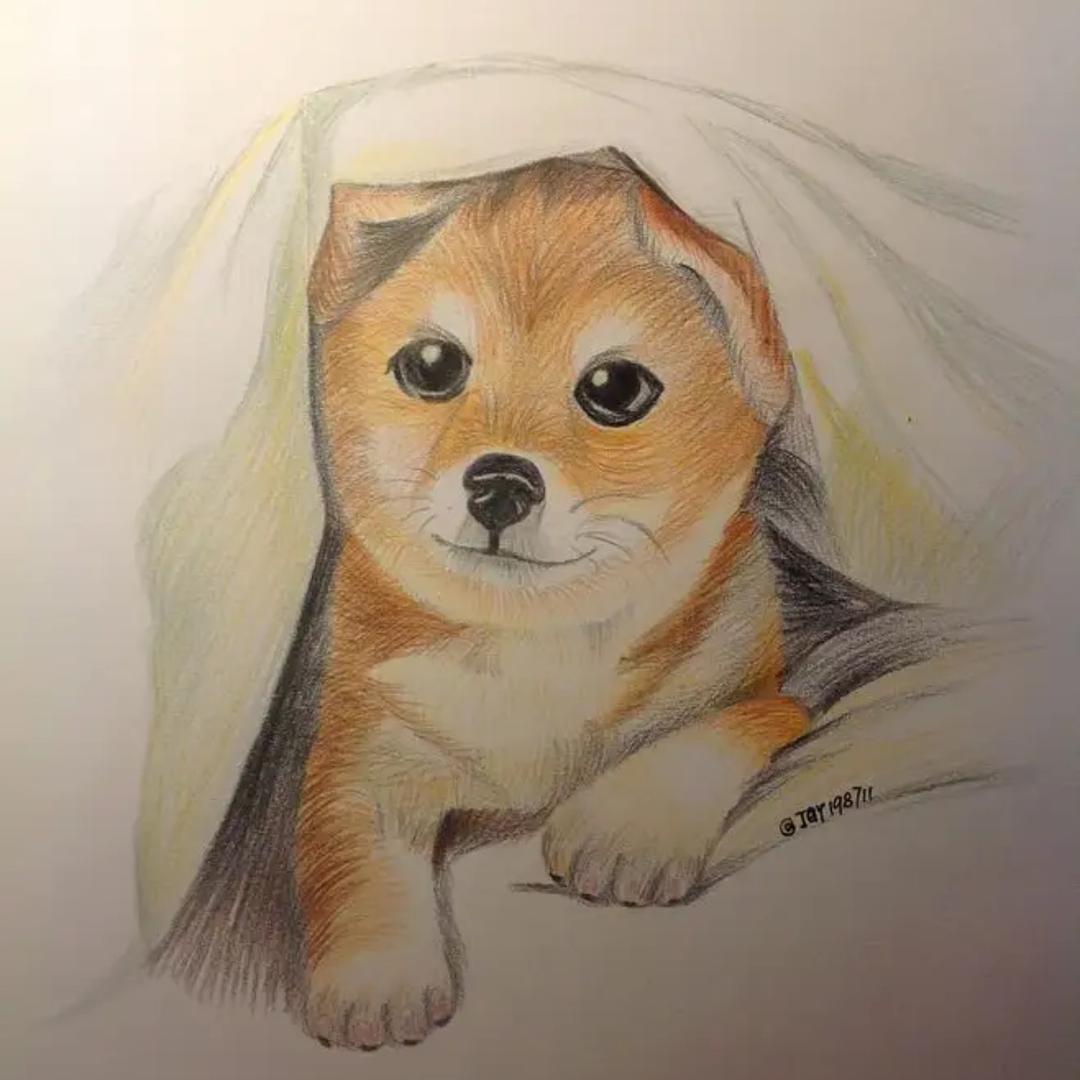 田园犬保护者（黄狗白面，四眼犬）