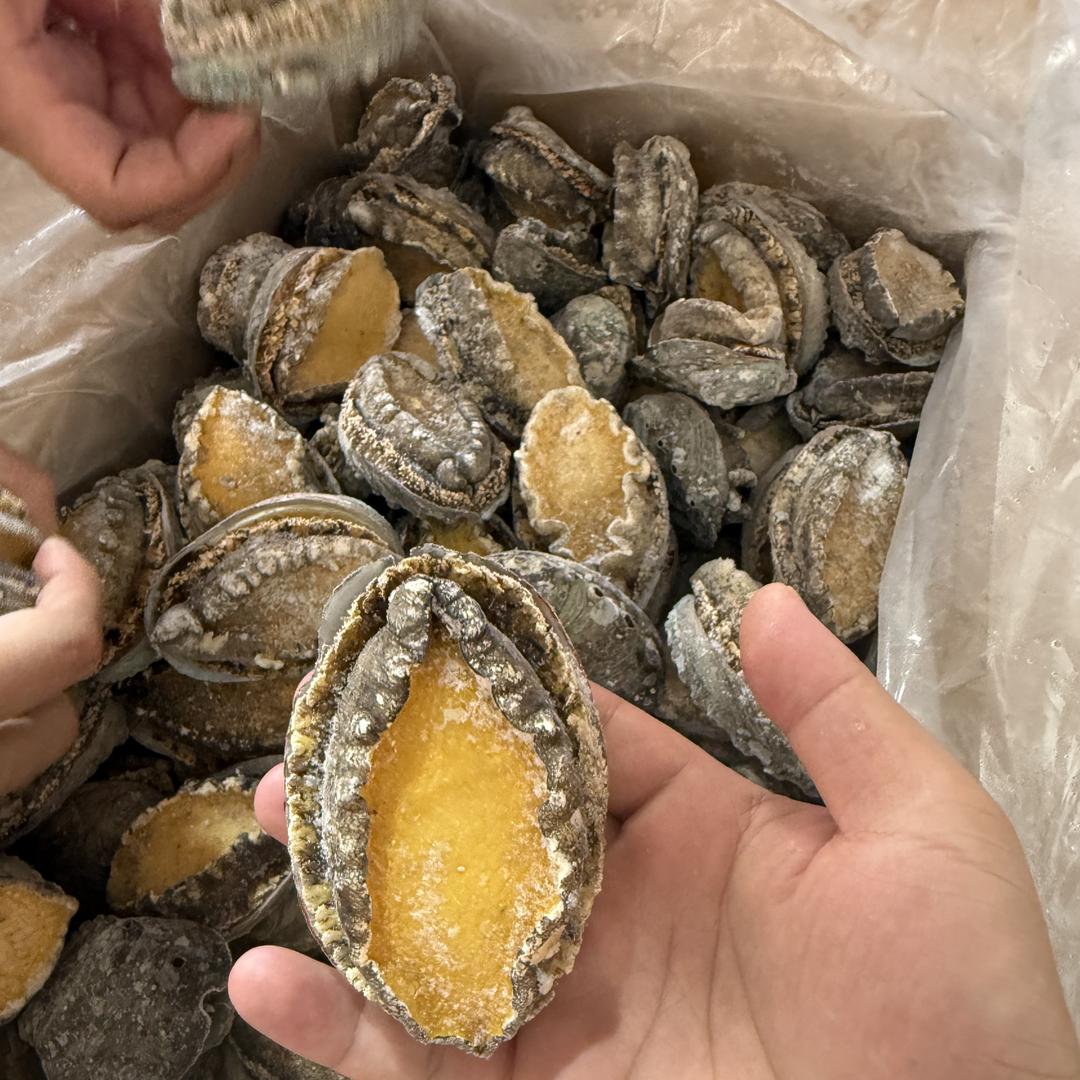 捞鱼仔  鲍鱼加工厂